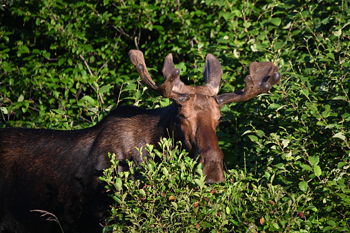 Summer scene of a wild bull moose standing in tall grass along the edge of a forest