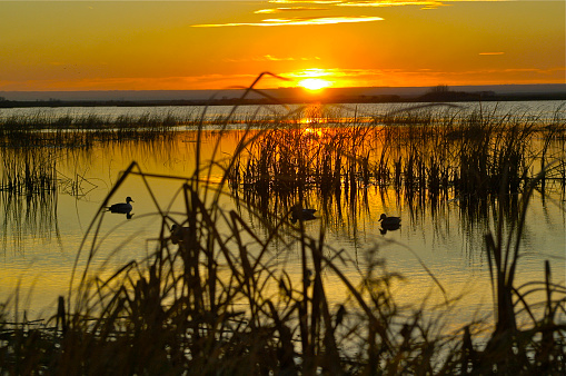 Waterfowl hunter at sunset