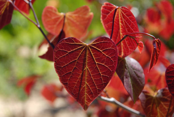 Cercis canadensis, Forest Pansy