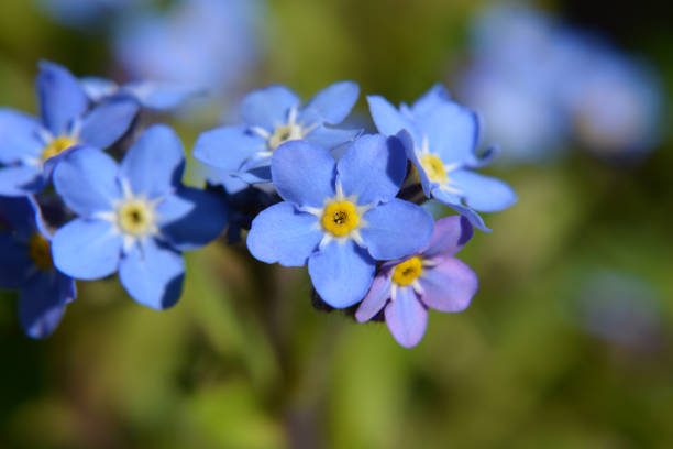istock Forget-Me-Not flowers 1581174141
