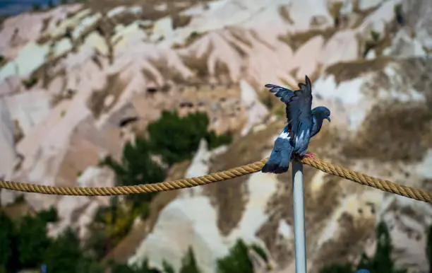 Photo of A pigeon bird about to take a flight in a Pigeons Valley