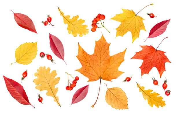 istock autumn leaves and berries 1581188411