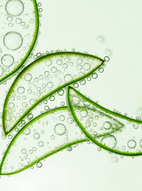 istock slices of aloe vera with air bubbles 1581191580