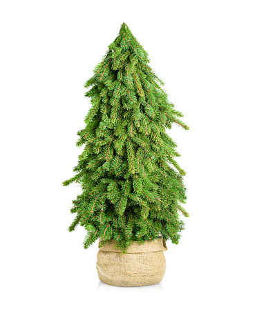 one Christmas tree in a burlap pot on a white isolated background