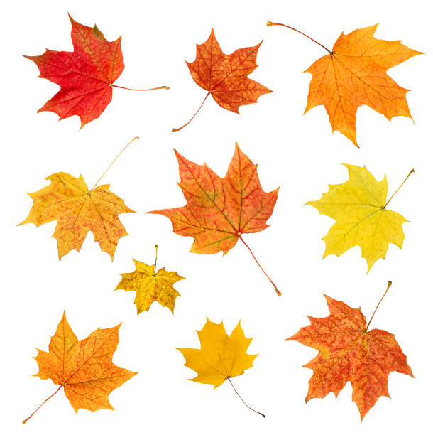 istock collection from maple autumn leaves 1581196574
