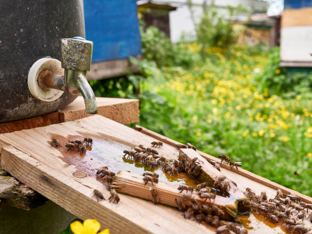 istock Bees drink water from a drinking bowl in an apiary. Care and work with bees. Making honey. Apiculture. 1581201854