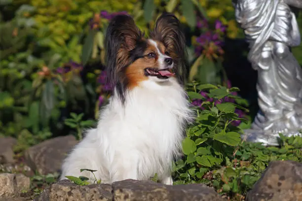 Cute white and sable Continental Toy Spaniel (Papillon dog) posing outdoors sitting in a garden next to a flowerbed with stones in summer