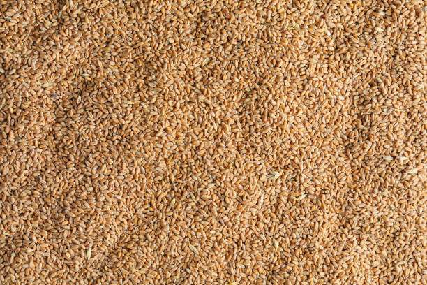 Free picture: wheat, seed, herb, cereal, texture, pattern, surface ...