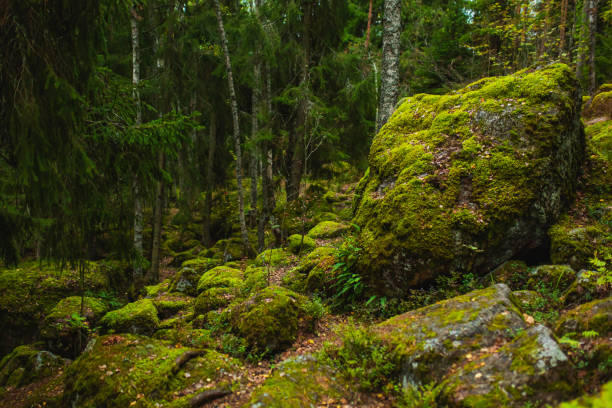 istock Stones covered with green moss. Autumn forest. Biodiversity 1581252367