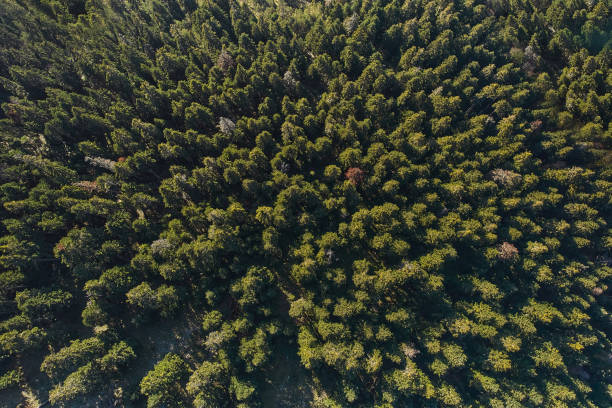 Aerial view on green pine forest