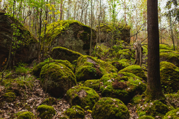 istock Stones covered with green moss. Autumn forest. Biodiversity 1581254993