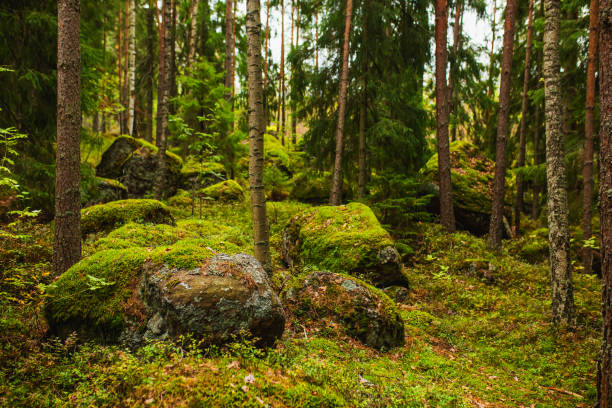 istock Stones covered with green moss. Autumn forest. Biodiversity 1581256228