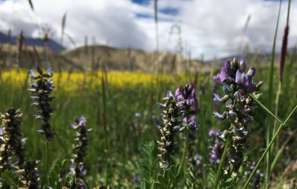 istock Plants Blossoming in July in Tibet, China. 1581256238