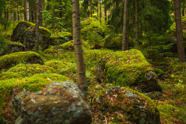 istock Stones covered with green moss. Autumn forest. Biodiversity 1581258375