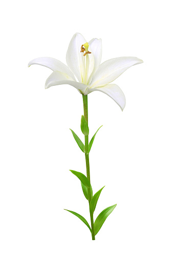 White lily flower on stem with leaves isolated on white background