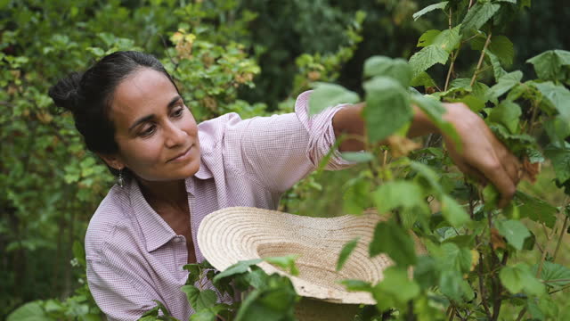 woman harvesting black currants in garden