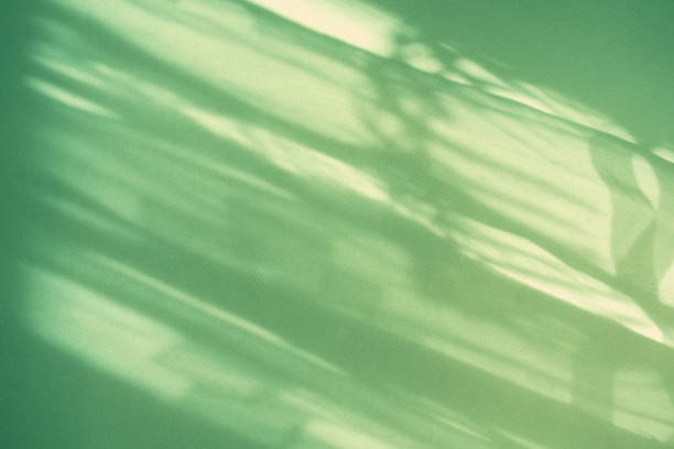 istock Tropical leaf shadow blank background composition for product presentation. The background is beige. Nude Studio Minimal showcase 1581284960