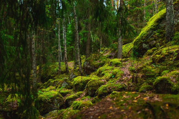 istock Stones covered with green moss. Autumn forest. Biodiversity 1581291660