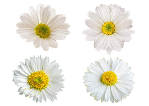 istock white flowers of daisies on a white isolated background 1581292435