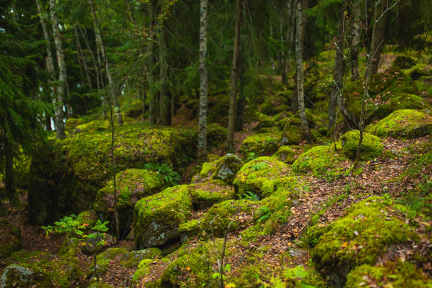 istock Stones covered with green moss. Autumn forest. Biodiversity 1581292964