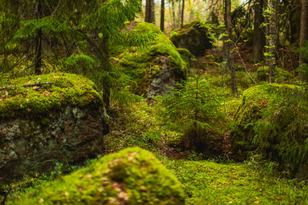 石は緑の苔で覆われています。秋の森。生物多様性