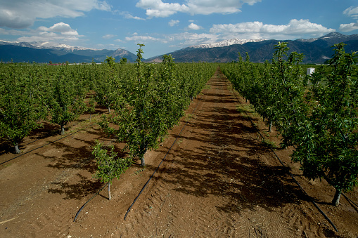 Aerial view of apple orchard