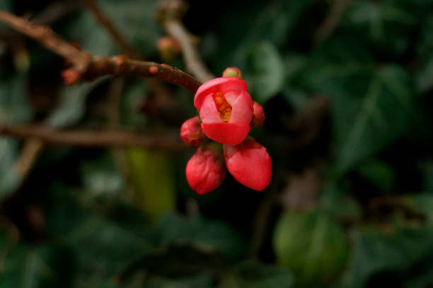 Chaenomeles bud in winter