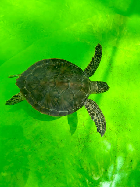 istock Caretta caretta turtle in green background 1581299827