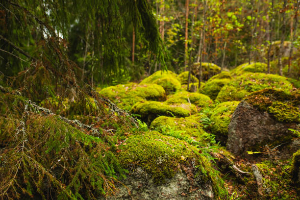 istock Stones covered with green moss. Autumn forest. Biodiversity 1581300994