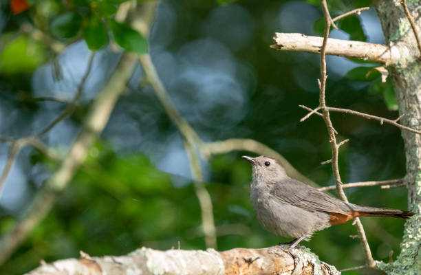 istock Cat bird in the sun #2 1581304172