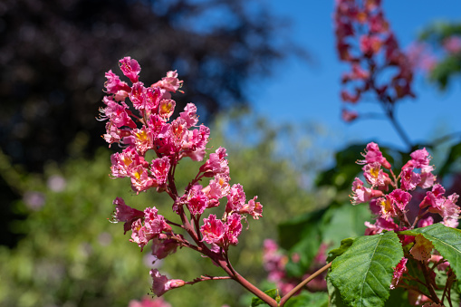Close up of blossom on a red horse chestnut (aesculus x carnea) tree