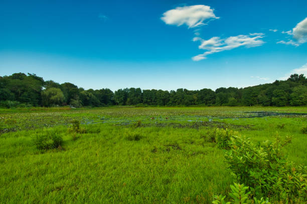 istock Lily Pond at Artist Lake 1581309482