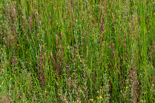 Photo of grasses and wildflowers growing by the lily pond at Artist Lake in Middle Island,  Suffolk County,  Long Island  NY.