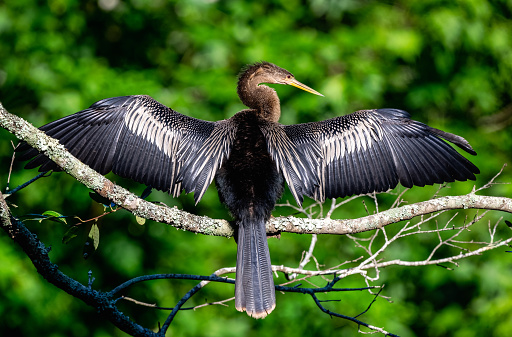 This is a photo of a Anhinga with its winds spread wide. This is also know as the Devils Bird.