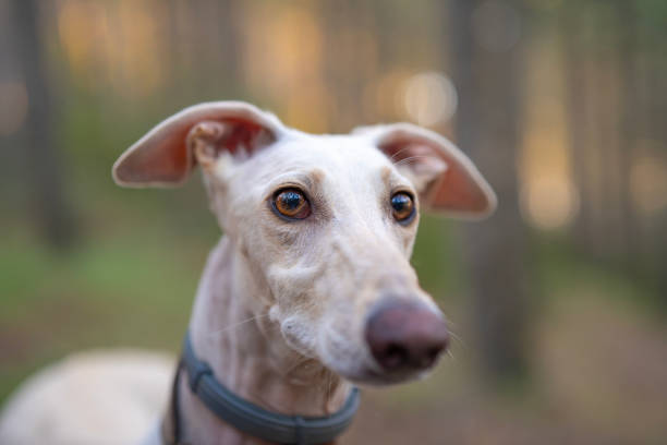 istock Adorable greyhound walking in the forest at sunset 1581327604