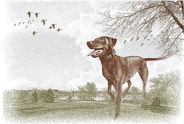 Vector illustration of Labrador Retriever Outdoors