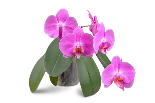 Beautiful tropical purple phalaenopsis, orchid flower with green leaves in pot isolated on white background. Floral, garden, hobby, home plants care.