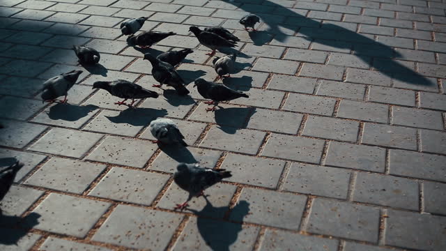 Pigeons of Istanbul