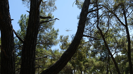 Kemer district, Antalya city, Türkiye. 25 July 2023
During a big fire
The fire brigade helicopter took off with a bucket of water in the air and took action to extinguish the fire.
The photo was taken through the trees. The fire is somewhere nearby.
