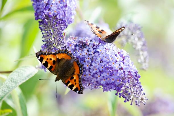 istock Tortoiseshell butterflies 1581351687