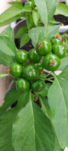 istock Green leaves garden plant summer 1581377013