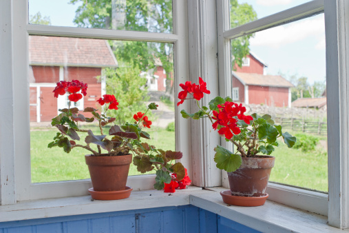 Geraniums flowers on the window sill