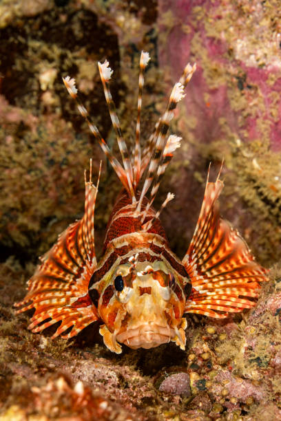 istock Zebra Lionfish Dendrochirus zebra under a Jetty at Night, Banda Neira, Indonesia 1581459514
