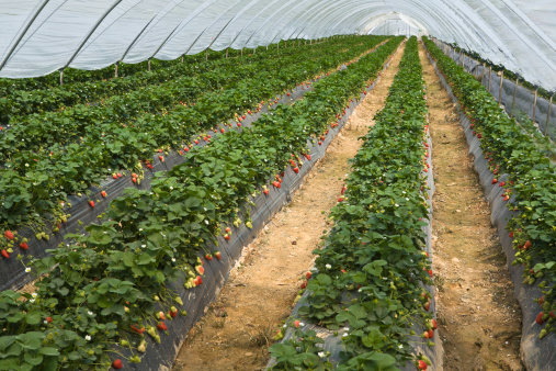 strawberry fruit farm in Auckland