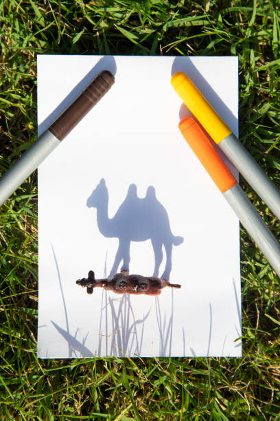 istock Contrasting shadow from the toy figure of  camel 1581481939