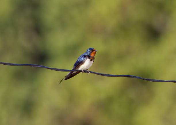 istock House swallow on a line 1581494436