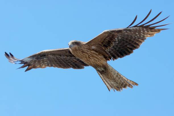 Black kite soaring Flying in blue sky milvus migrans stock pictures, royalty-free photos & images