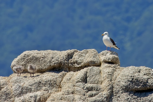 Two chicks on a rock