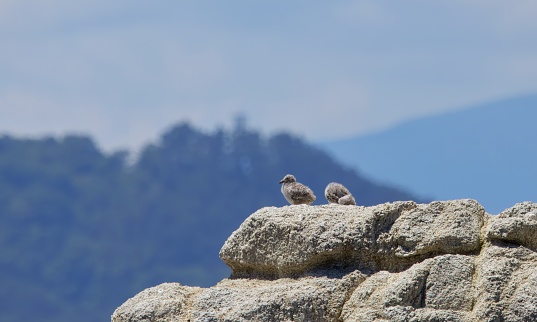Two chicks sitting on the cliff