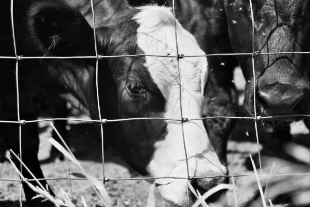 istock Iowa Cattle-Cows 24 1581525093